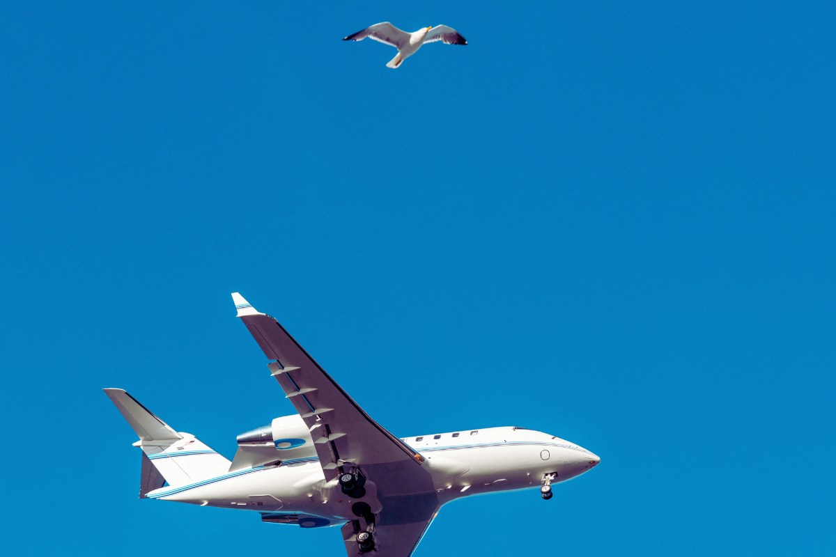 gabbiano, aereo